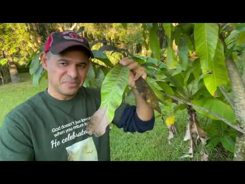 Video: ¿Por qué se me caen las hojas de mango?