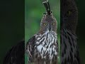 Introducing FE 100-400mm F4.5 GM OSS | Sony | α Lens #shorts