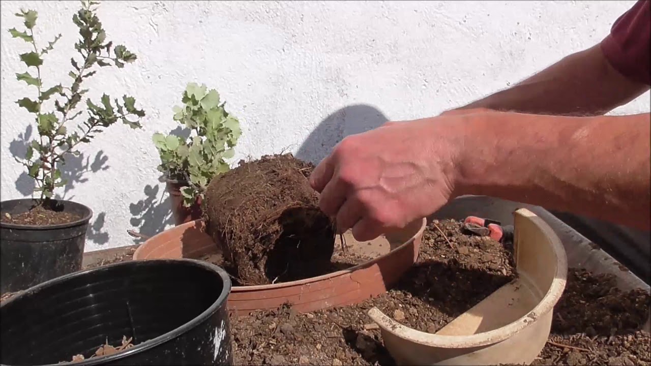 Encina Quercus ilex trasplante 23 05 2018