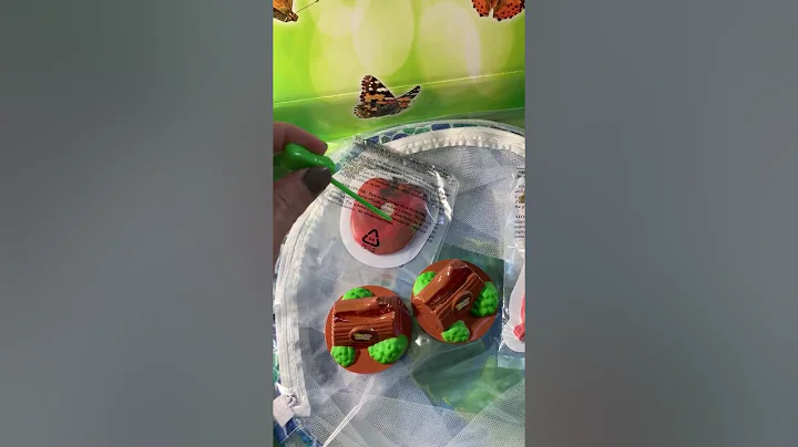 Our Butterflies Have Arrived!