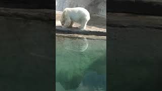 Белый медведь. Московский зоопарк
