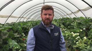 Angus Soft Fruits - Why we joined MDS screenshot 4