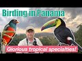 Amazing tropical birds along the Chagres river - Panama birding, Episode 3