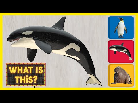 WHAT IS THiS ANIMAL, ARCTIC ANIMAL, SNOW ANIMAL, POLAR ANIMAL? - ORCA ❤️ LEARN ANIMAL NAMES FOR KiDS