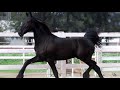 FRIESIAN / #Potrillo Importado 🇳🇱 Hijo de ERRYT 488 - Club Ecuestre SM -