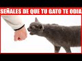 14 Señales De Que Tu Gato Te Odia