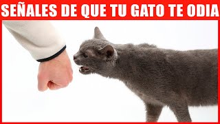 14 Señales De Que Tu Gato Te Odia by Hechos Sorprendentes 10,649 views 10 months ago 8 minutes, 58 seconds