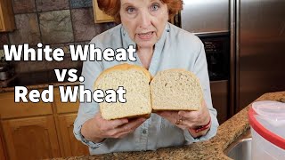 The Great Whole Wheat Bake Off: Hard Red vs. Hard White Wheat