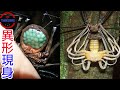 [生物放大鏡]比蜘蛛還可怕破體而出的異形怪蟲 | 哈利波特裡的魔法怪蟲真的存在 | 連熊都打不過的蟲!?