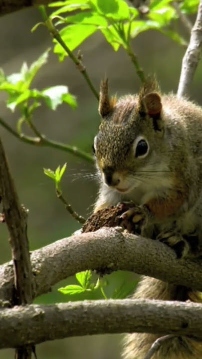 Explore Nature Now Nature Documentary Ardilla Squirrell Rodent Ardilla #explorenaturenow