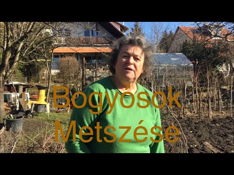 Videó: Egres bokor metszése: egres növények metszése a kertben