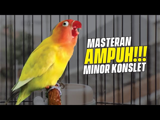 Masteran Suara Konslet Minor Jantan Ampuh class=