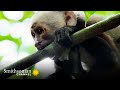 Foraging Skills in Capuchin Monkeys