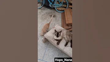 هوبس جالس مستمتع ولونا مضاربة مع روبيو كتقمش فيه وغادي هربان خايف Hops Louna Robiou 