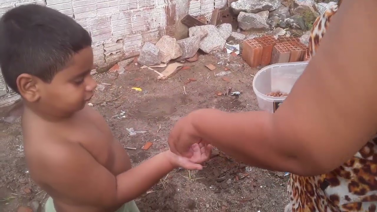 Plantado milho e feijão  quintal de casa 