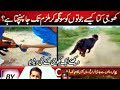 کھوجی کتے سچ یا جھوٹ کھوجی کتوں کی بڑی حقحقت کھوجی     