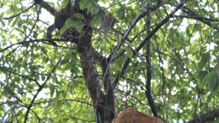 Кошки срут на дереве Кошки срут на дереве