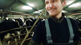Работа на молочной/коровьей ферме в Дании