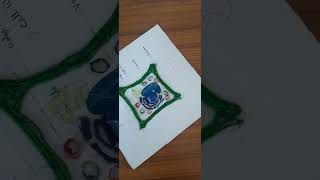 PLANT CELL ACTIVITY