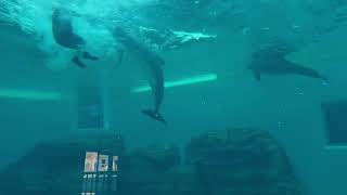 Brookfield Zoo Chicago: Underwater Show W/ Trainer