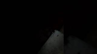 Big ass pregnant brown recluse spider