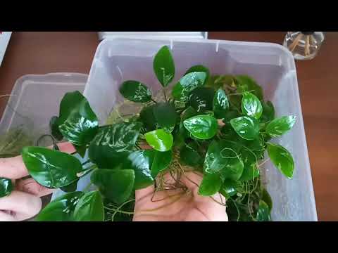 Video: Anubias Gillet Tërheqëse