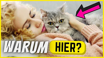 Wie schlafen Katzen wenn es ihnen nicht gut geht?