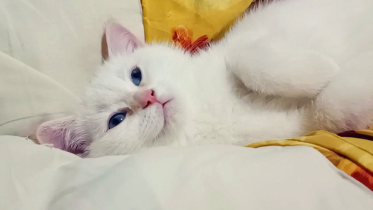 三只猫睡在主人身边 主人幸福撸猫 喵喵喵各领风骚 你说谁最萌 Youtube