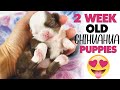 UPDATE: Chihuahua puppies are now 2 weeks old! SO CUTE! | Sweetie Pie Pets by Kelly Swift