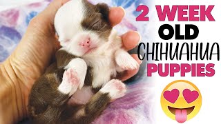 UPDATE: Chihuahua puppies are now 2 weeks old! SO CUTE! | Sweetie Pie Pets by Kelly Swift