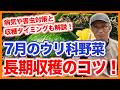 家庭菜園や農園のキュウリ、スイカ、カボチャ栽培で7月長期収穫のコツ！病気対策や害虫対策とウリ科野菜の育て方！【農家直伝】