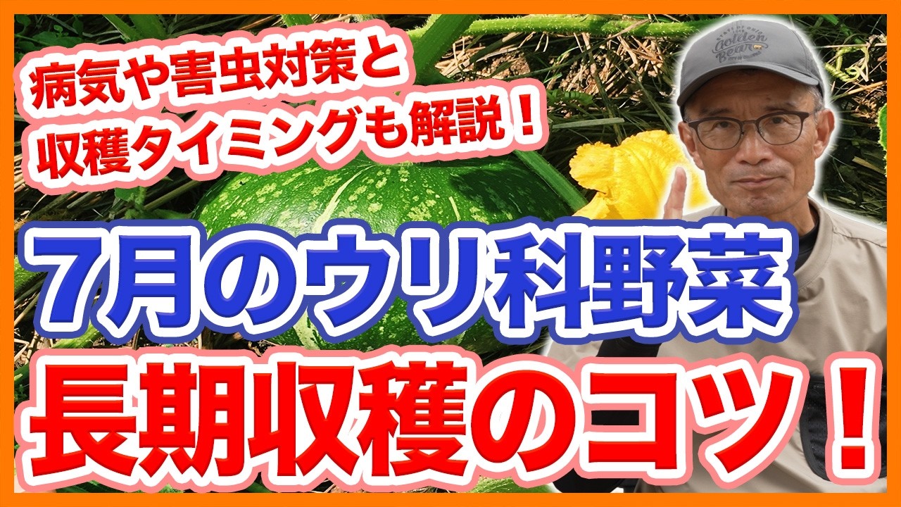 家庭菜園や農園のキュウリ、スイカ、カボチャ栽培で7月長期収穫のコツ！病気対策や害虫対策とウリ科野菜の育て方！【農家直伝】