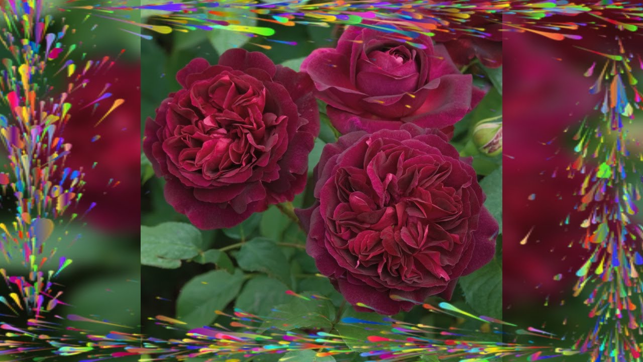 Hommage à l'hybrideur des rosiers anglais : Un héritage floral inoubliable