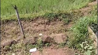 mengecek sawah yang mau di bajak