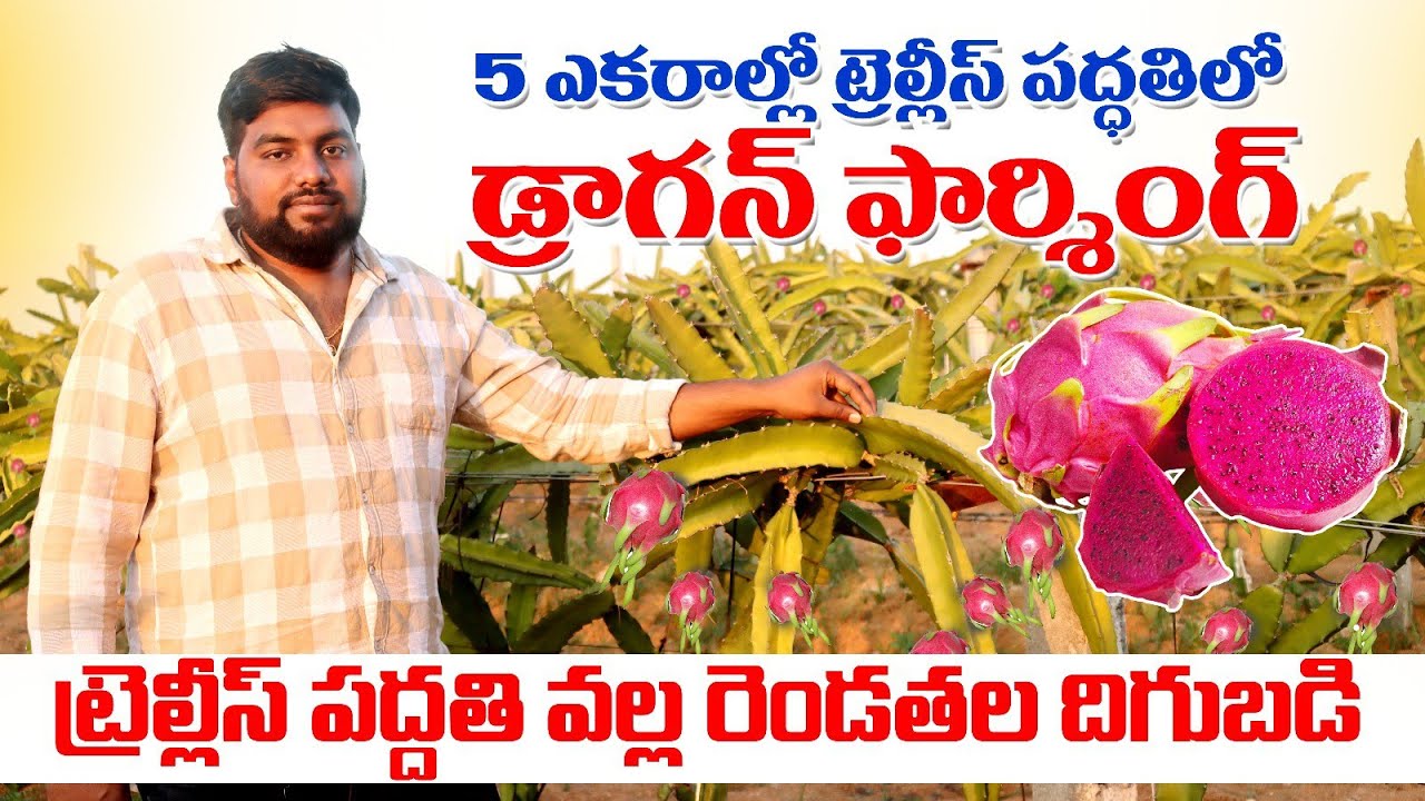 రాయలసీమలో ట్రెల్లీస్ పద్దతిలో డ్రాగన్ సాగు Trellis and Poll Ring