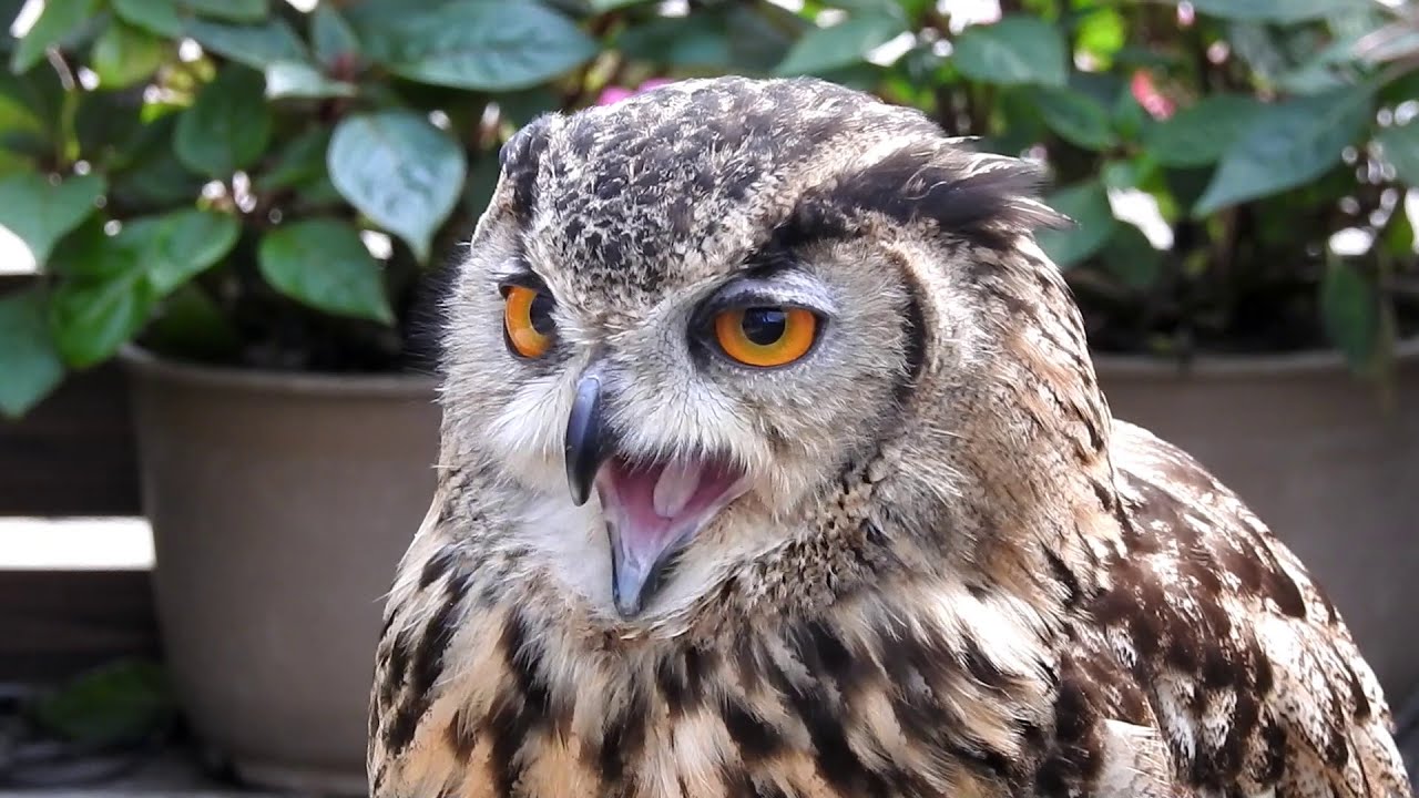 フクロウ・ミミズク (松江フォーゲルパーク) / Owl - YouTube