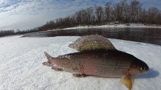 Ловля хариуса зимой. Рыбалка на горной речке. Классный отдых  на реке Бурея.