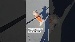 this reactive dog behavior keeps getting worse #dogtraining #help #dogs #puppy #fyp