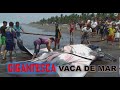 GIGANTESCA VACA MARINA, Nunca antes visto en esta playa