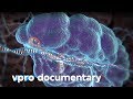 Hack your DNA with CRISPR - VPRO documentary - 2018