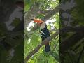 Tucano-toco ❤️ #tucanos #tucano #aves #birds #naturelovers #passaros #faunabrasileira #naturelovers