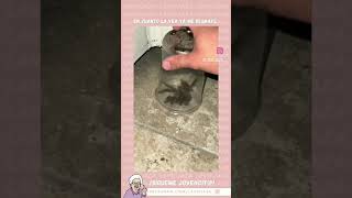 Reggaeton Champagne Pam Pam Pam Pam Pam