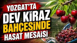 Yozgat'ta dev kiraz bahçesinde hasat mesaisi