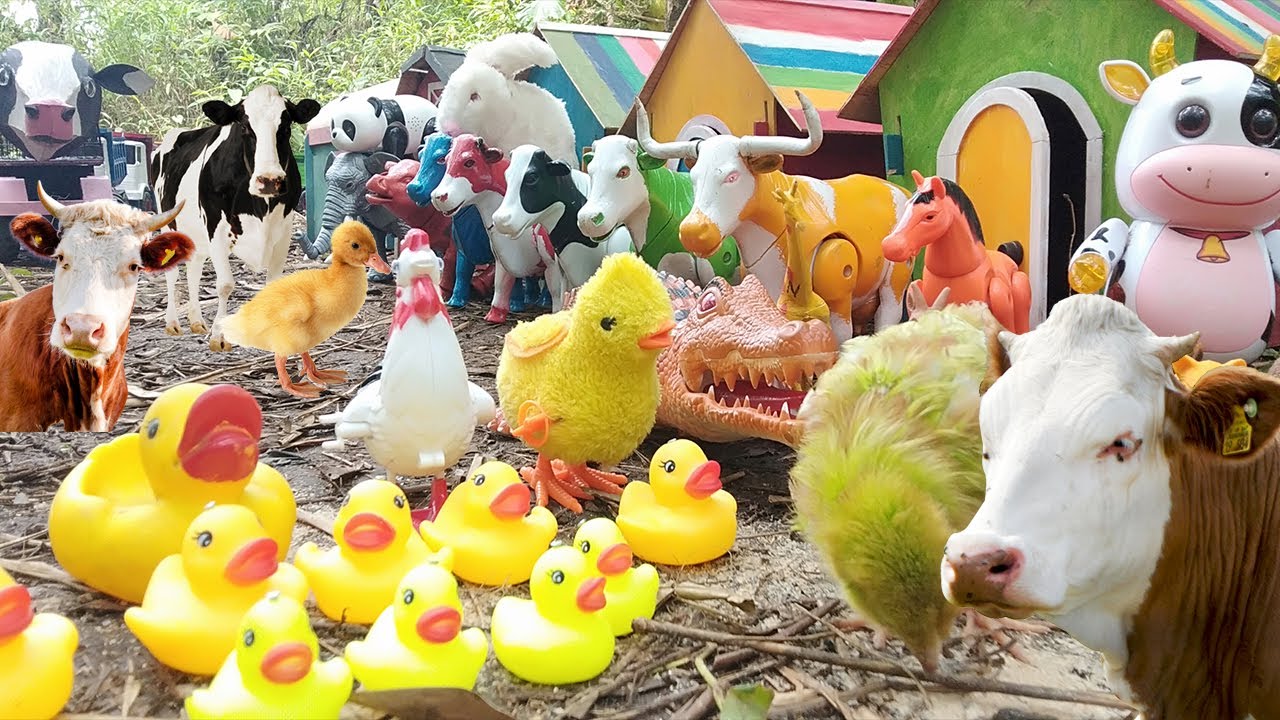 TRUK SAPI OLENG ANGKUT AYAM JAGO WARNA WARNI SAPI MOO LUCU PANDA ...