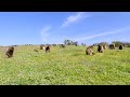 Gelada Feeding Habits and Adaptations