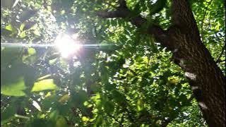 Free HD slow motion stock video - Sunlight in the trees
