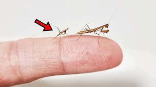 The baby mantis hatched from Kiwi egg is finally molting!