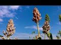 Dinka Bor Millets Dinka Bor Millets