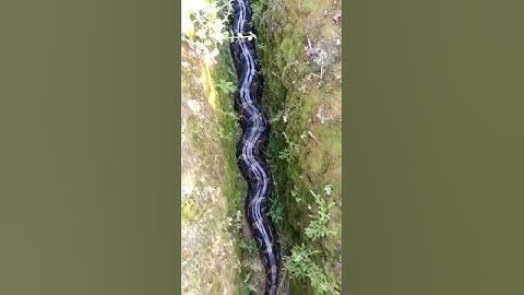 The giant python in the tea garden of Dooars || North Bengal ||