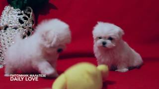 Питомник мальтезе DAILY LOVE Питомник мальтезе DAILY LOVE